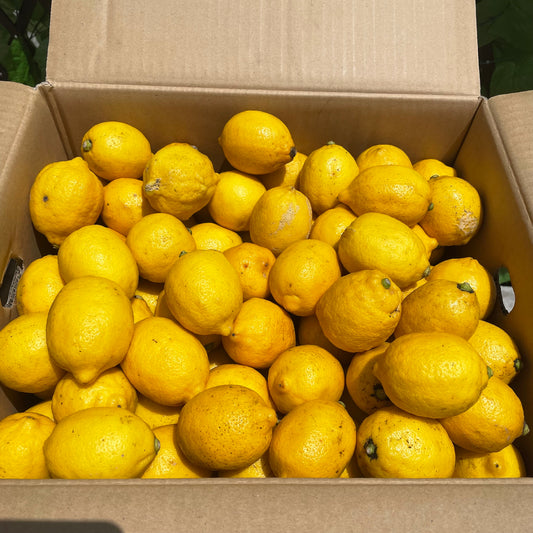 広島県産瀬戸田レモン 1kg ワックス・防腐剤不使用 美容 健康 シロップ クエン酸