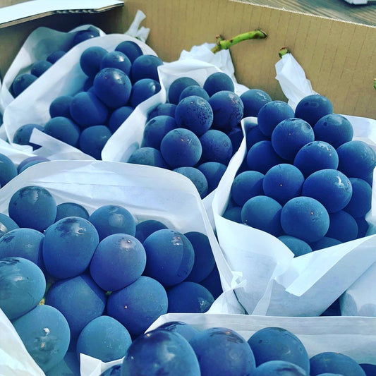 シャインマスカット1房&おまかせぶどう1房 1kg以上