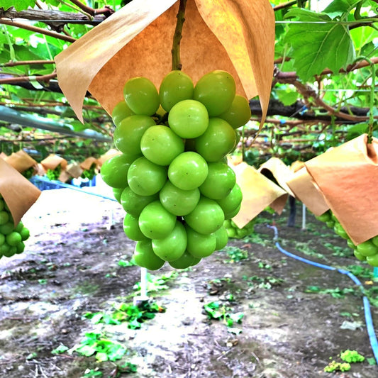 シャインマスカット 濃珀~KOHAKU~ 1房入り700g以上