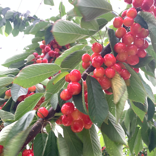 山梨県南アルプス市産　紅秀峰　1kg　旬の果物　さくらんぼ